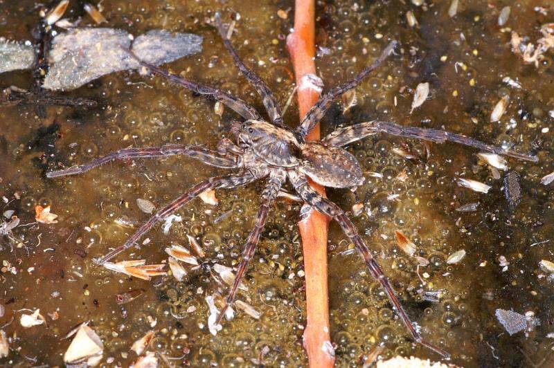 Dolomedes_ZZ321_D3592_Z_93_Mt Augustus_Australie.jpg